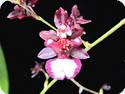 Oncidium Jairak Fragrance Ha Nu Man